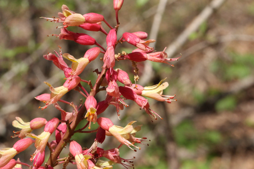 Mississippi Buckeye (Aesculus ×)