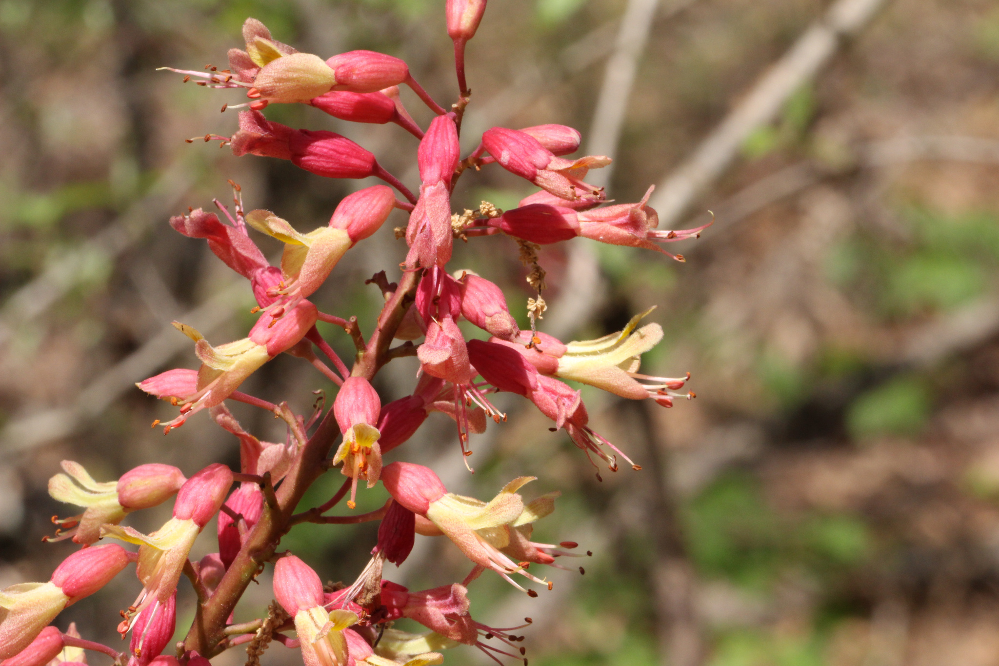 Mississippi Buckeye (Aesculus ×)