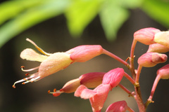 Aesculus × bushii, photograph (c) Samuel A Schmid, PhD, PWS, some rights reserved (CC BY)