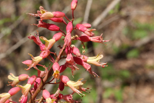 Aesculus × bushii, photograph 1