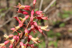 Aesculus × bushii, photograph (c) Samuel A Schmid, PhD, PWS, some rights reserved (CC BY)