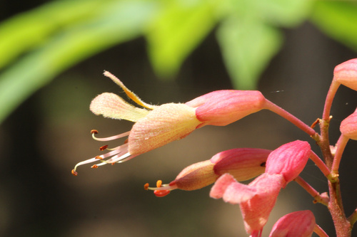 Aesculus × bushii, photograph 2