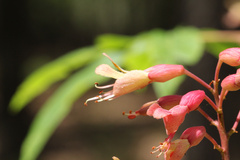 Aesculus × bushii, photograph (c) Samuel A Schmid, PhD, PWS, some rights reserved (CC BY)