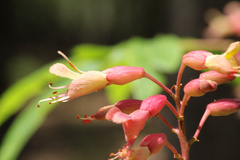 Aesculus × bushii, photograph (c) Samuel A Schmid, PhD, PWS, some rights reserved (CC BY)