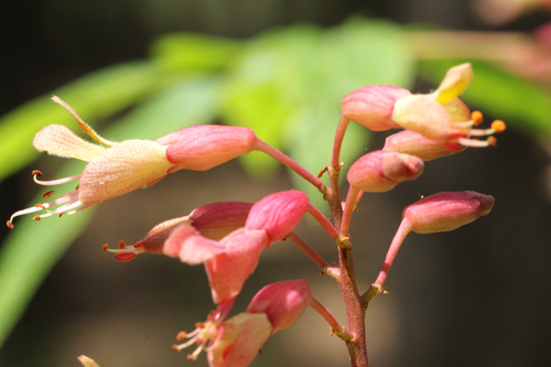 Aesculus × bushii, photograph 5