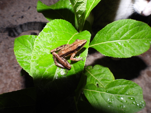 Bijurana nicobariensis