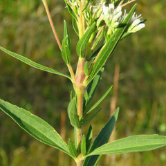 Neolasioptera perfoliata