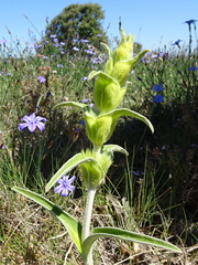 Phlomis lychnitis
