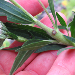 Neolasioptera perfoliata