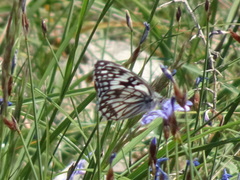 Melanargia occitanica