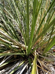 Nolina microcarpa