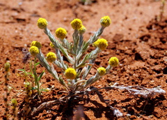 Calocephalus knappii