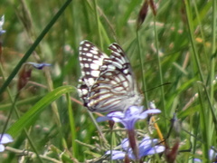 Melanargia occitanica