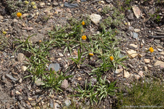 Raillardella scaposa