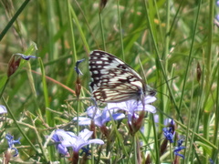 Melanargia occitanica
