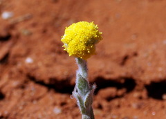 Calocephalus knappii