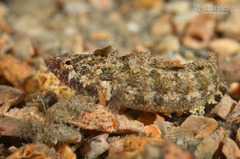 Banded Blenny photo 5