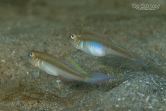 Banner Goby photo 4