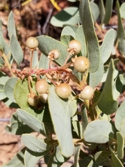 Arctostaphylos pringlei