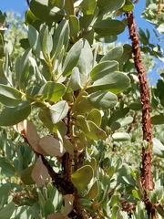 Arctostaphylos pringlei
