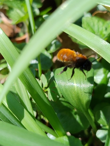 Tawny Mining Bee, 6525 DK Nijmegen, Netherlands, photo 10 of 10