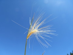Elymus elymoides elymoides