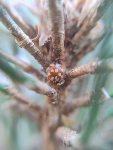 18-spot Ladybird, 6525 AJ Nijmegen, Netherlands, photo 8 of 10