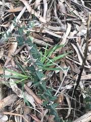 Bossiaea cinerea