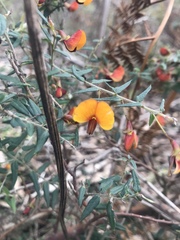 Bossiaea cinerea