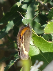 Pyronia bathseba