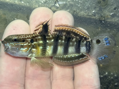Banded goby (Amblygobius phalaena) — Gobiidae — 2