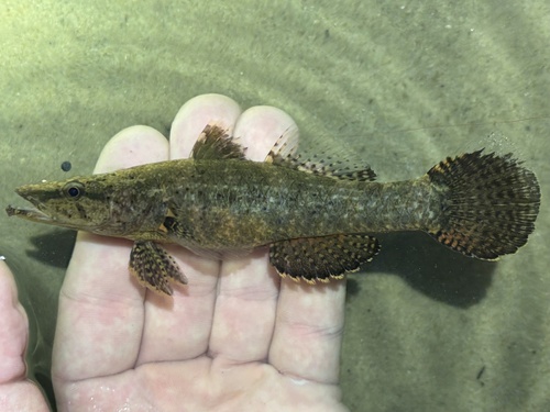 Crazy fish (Butis butis) — Eleotridae