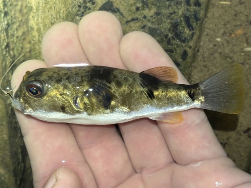 Banded toadfish (Marilyna pleurosticta) — Tetraodontidae