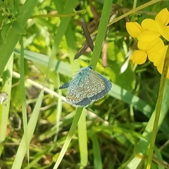 Polyommatus icarus
