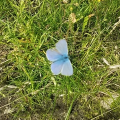 Polyommatus icarus