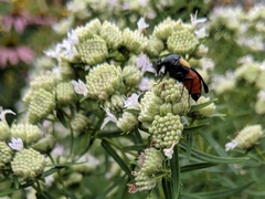 Macrosiagon flavipennis