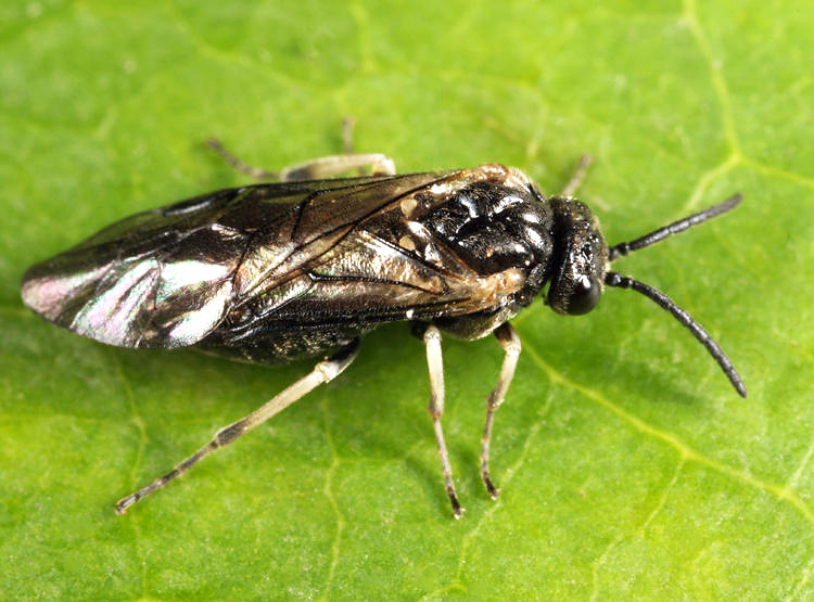 Monophadnoides pauper