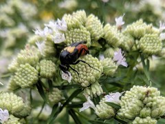 Macrosiagon flavipennis