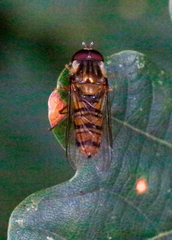 Episyrphus balteatus