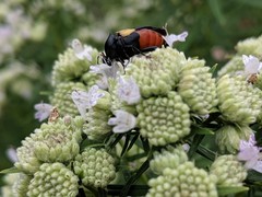 Macrosiagon flavipennis