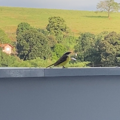 Social Flycatcher