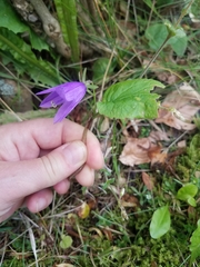 Campanula trachelium