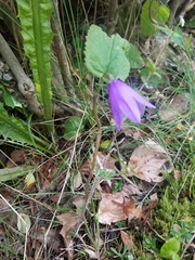 Campanula trachelium