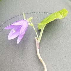 Campanula trachelium