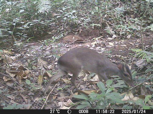 Walter's Duiker