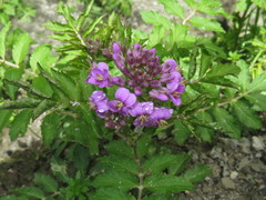 Cardamine tangutorum