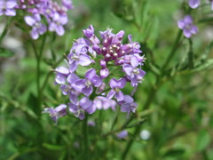 Cardamine tangutorum