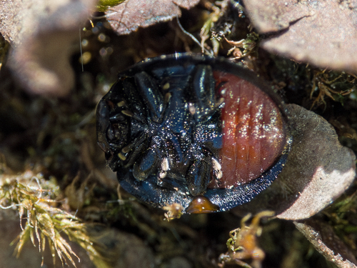 Kidney-spot Ladybird, photo 5 of 7