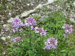 Cardamine tangutorum