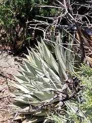 Agave parryi